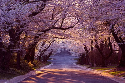 Chevy Chase Roadway